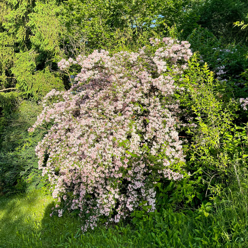Kolkwitzie