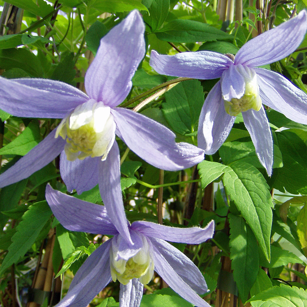 Clematis alpina