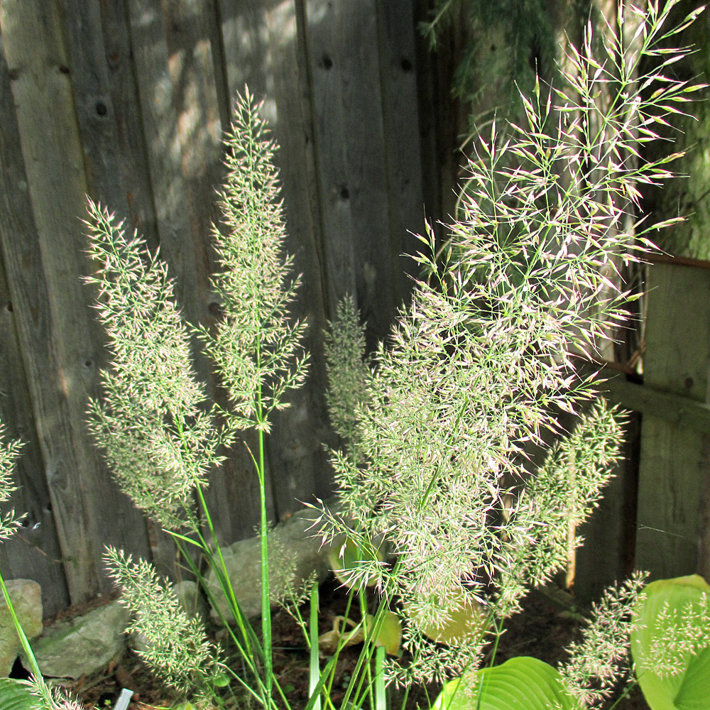 Diamantgras, Clamagrostis brachytricha, Ziergras