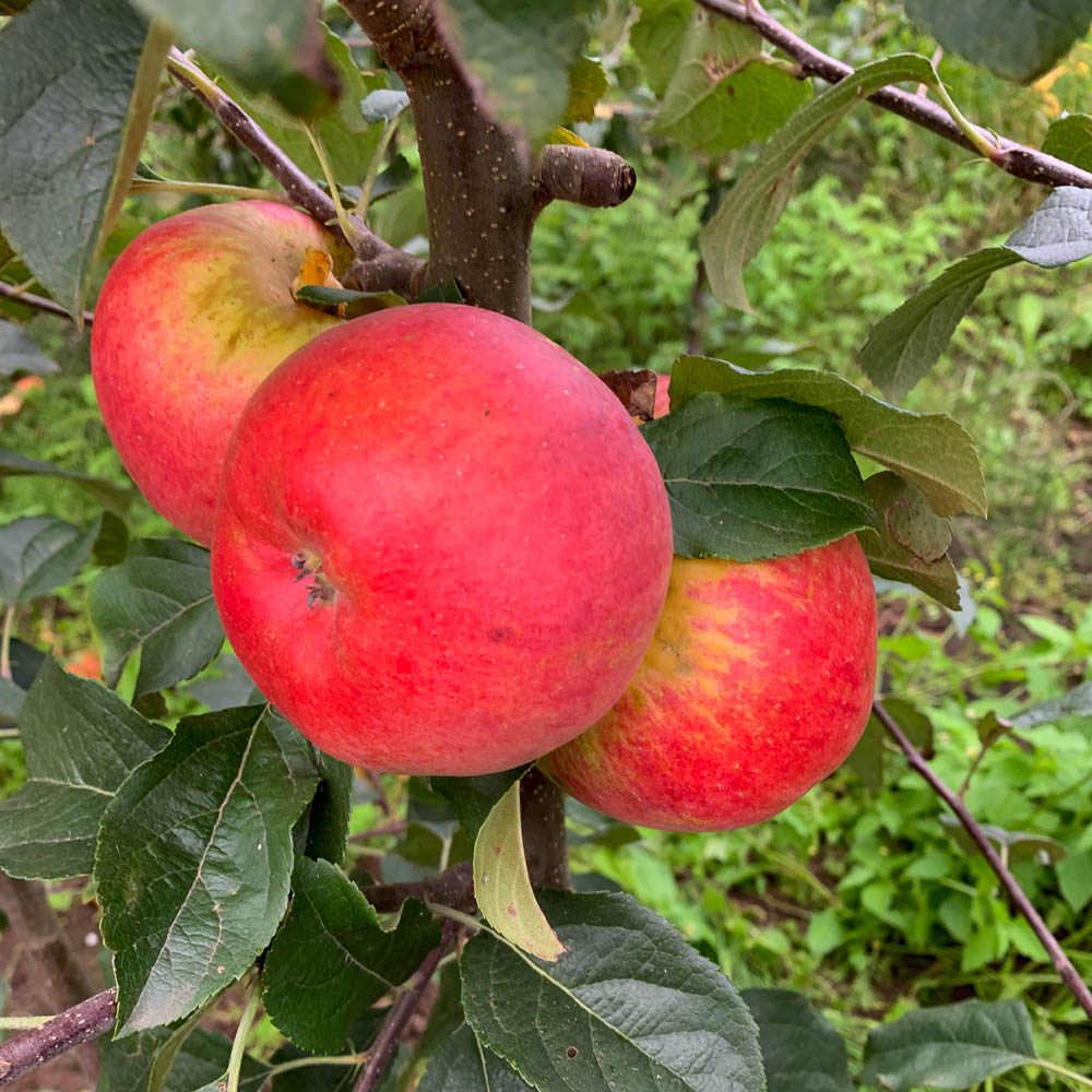 Apfel 'Idared'