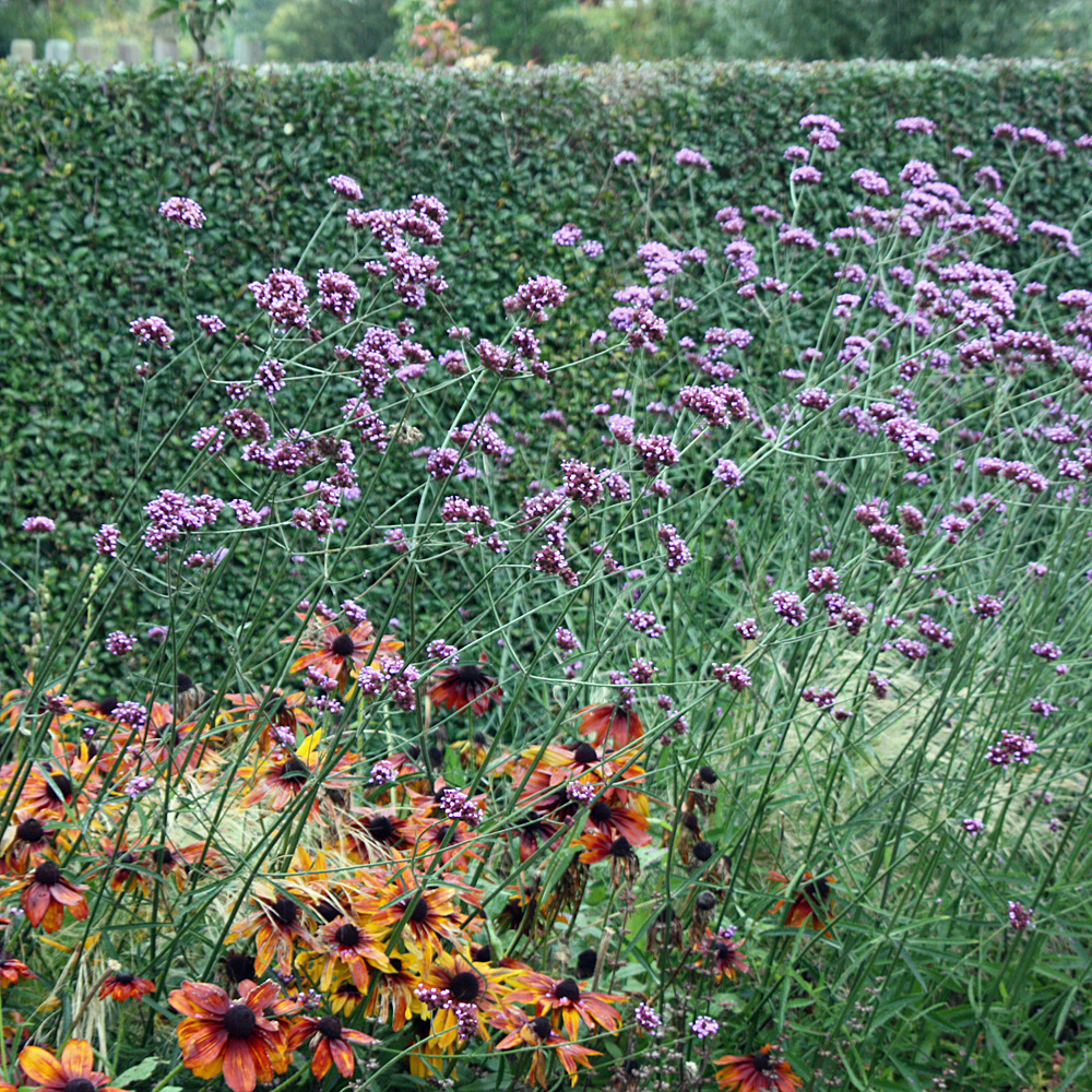 Argentinisches Eisenkraut, Verbena, Beetstaude