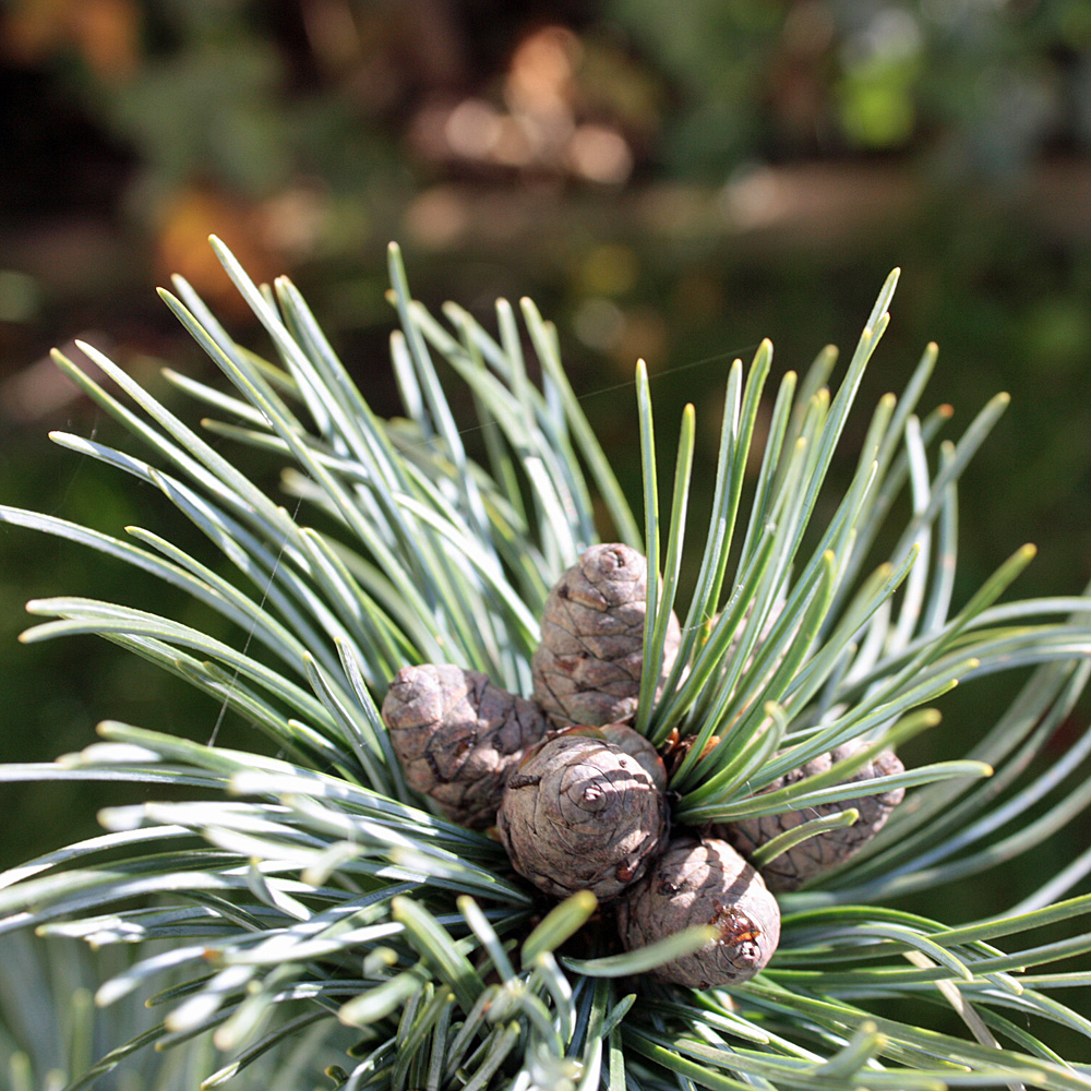 Kiefer, Pinus, Mädchenkiefer