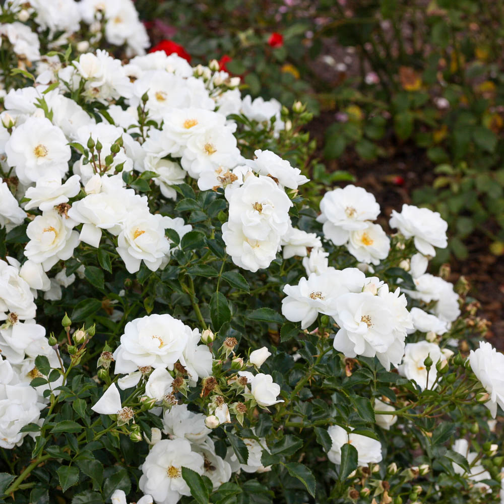 Bodendeckerrose 'Innocencia'