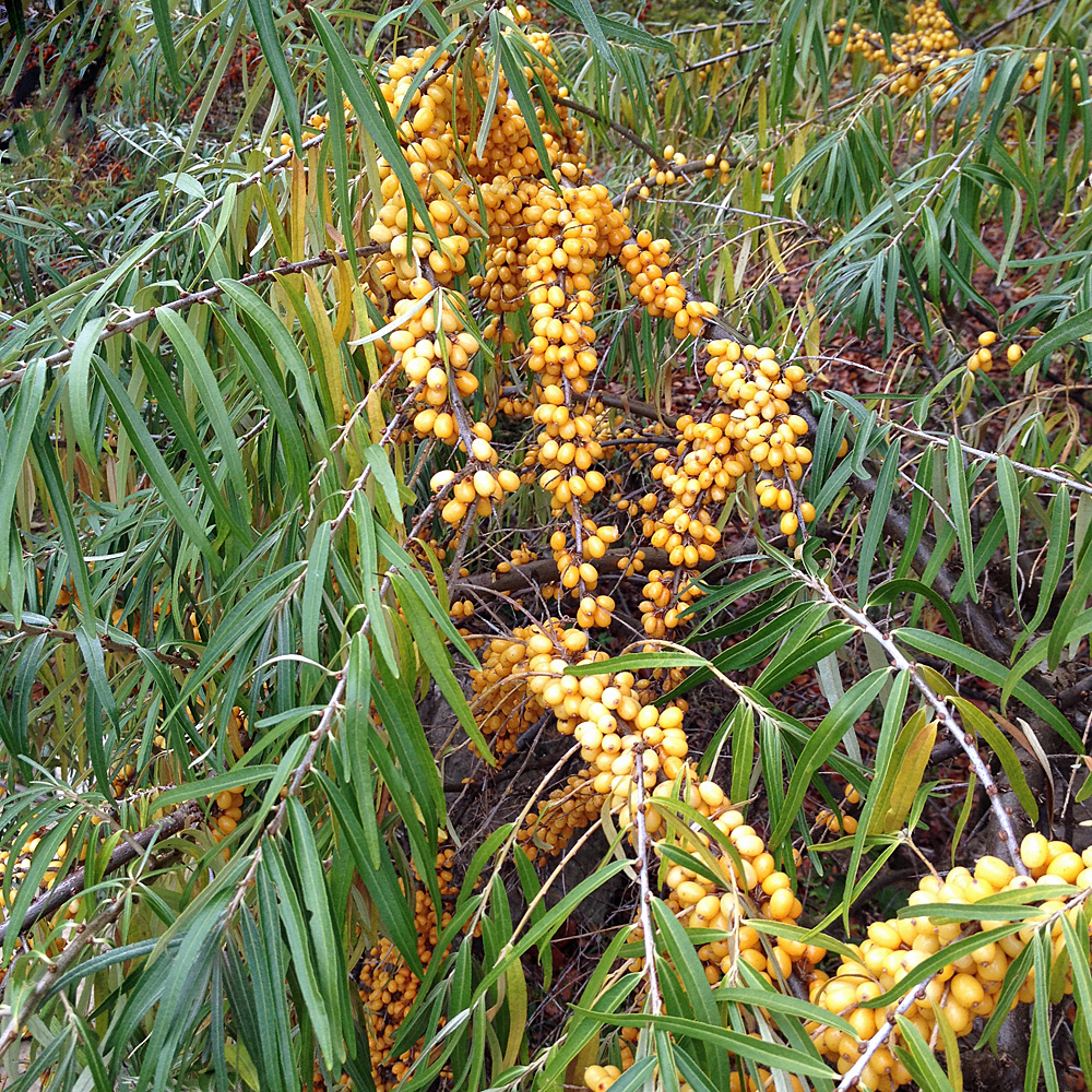 Sanddorn Frugana, Hipophae, Früchte, Vitamin C