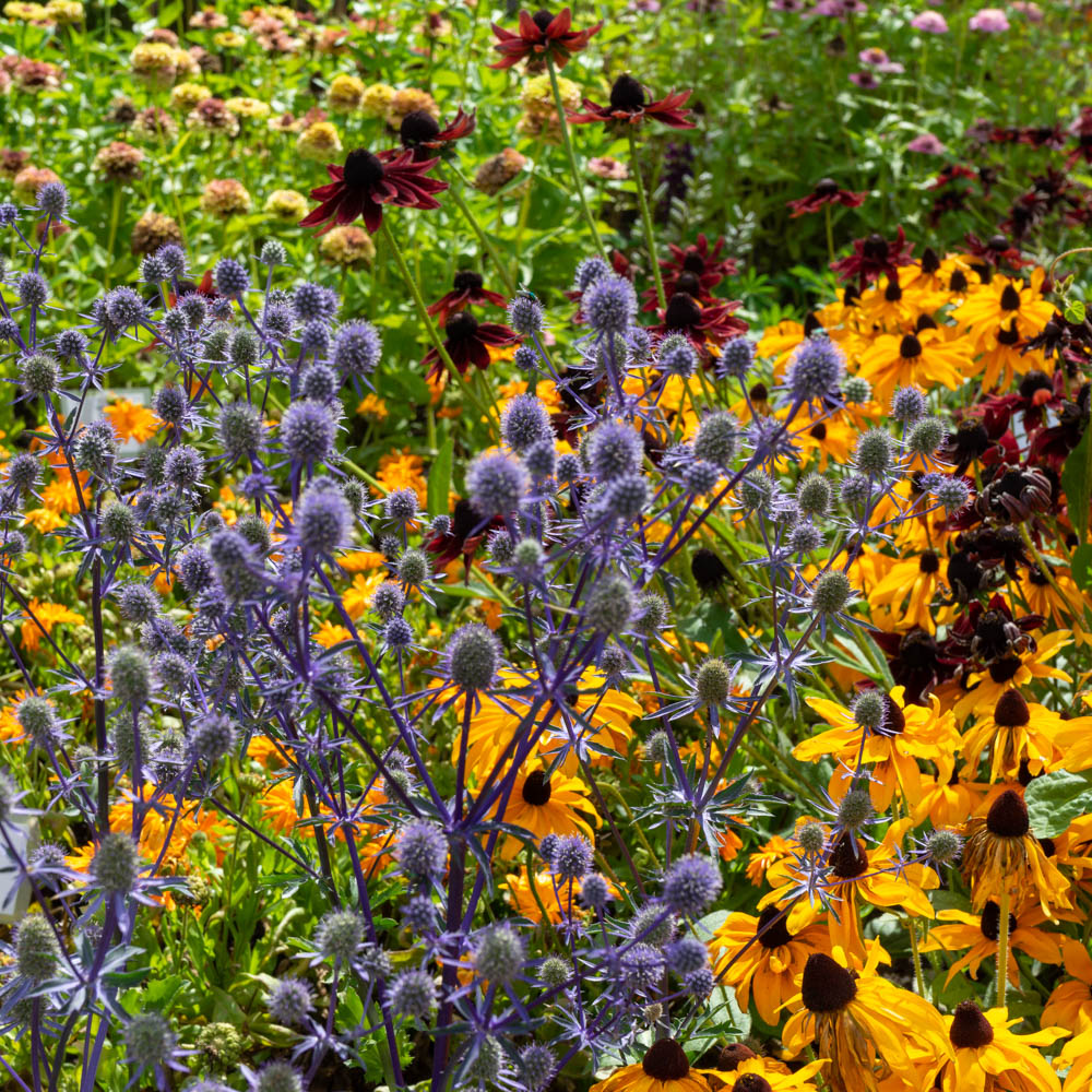 Edelblaudistel 'Blauer Zwerg'
