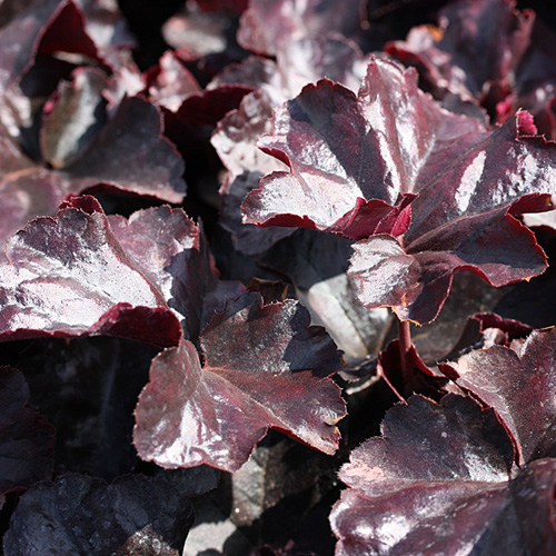 Purpurglöckchen 'Obsidian' ®