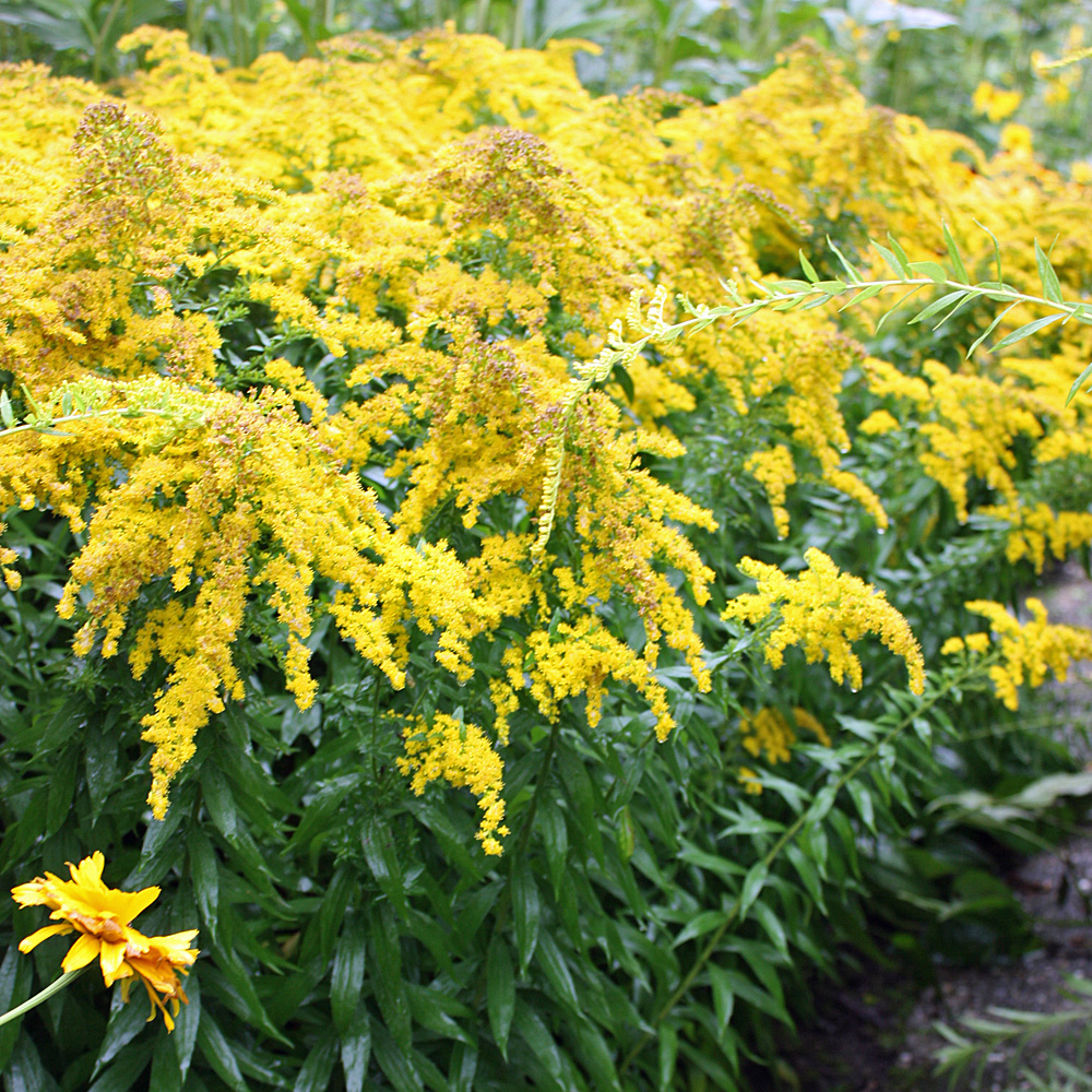 Prachtgoldrute Strahlenkrone, Solidago, Staudenbeet