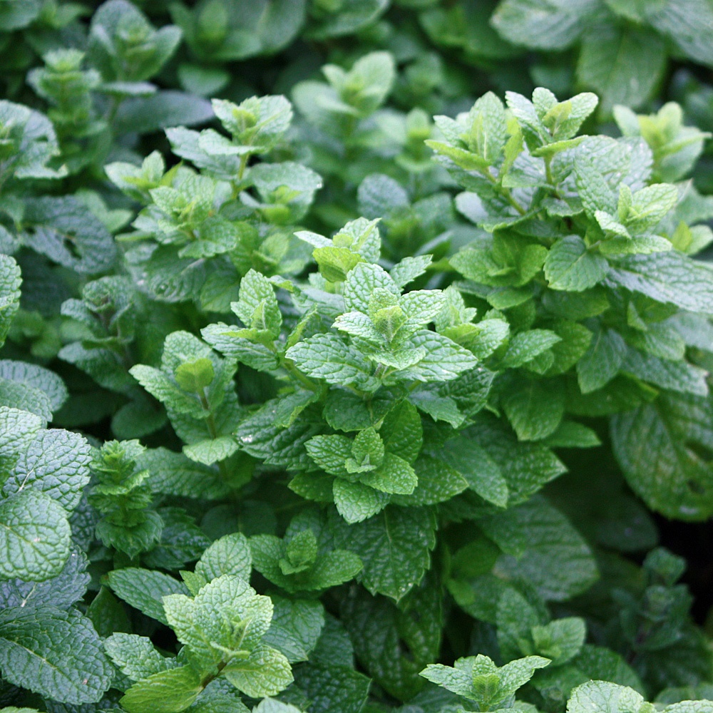 Minze Spearmint, Mentha, Menthol, Kaugummi, Teepflanze