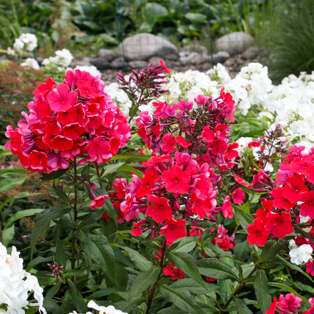 Phlox Starfire, Flammenblume, Beetstaude