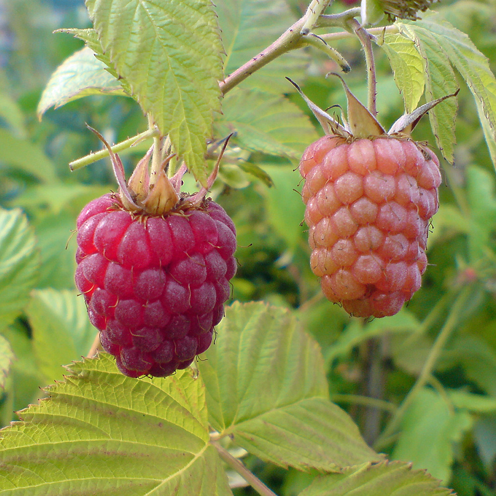 Brombeere, Obst, Naschgarten