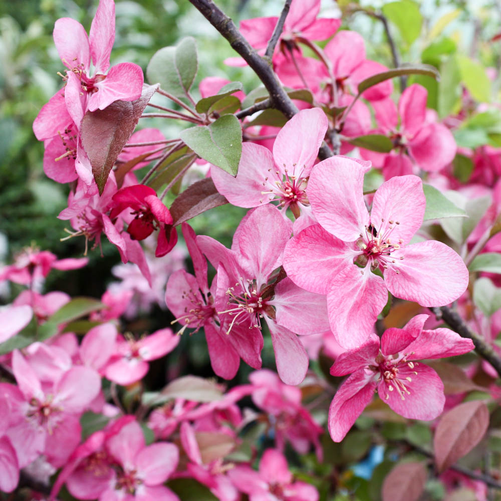 Zierapfel 'Profusion'