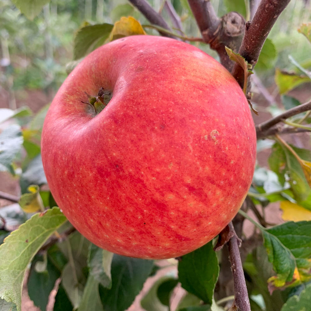Apfel 'Alkmene'