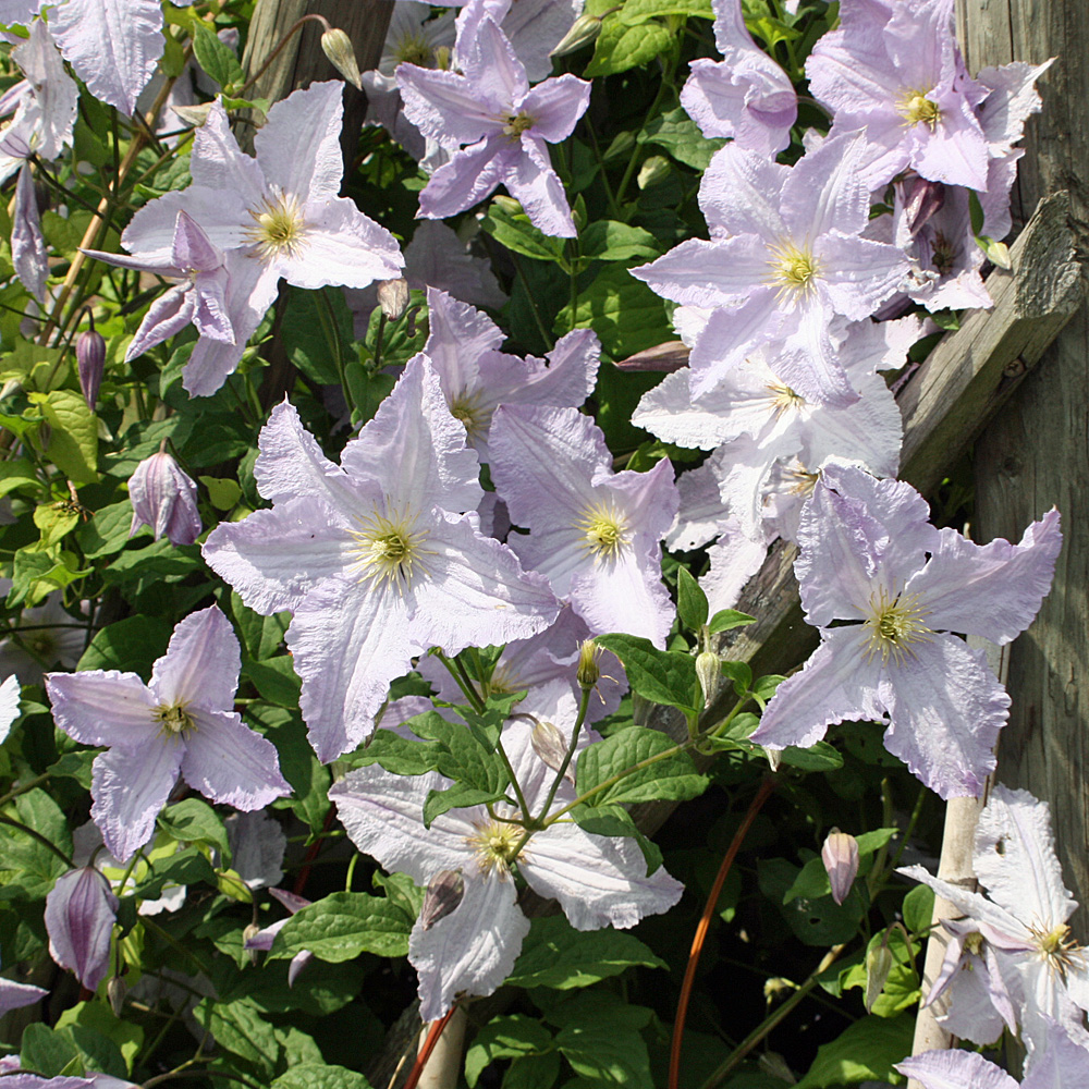 Clematis viticella Blue Angel