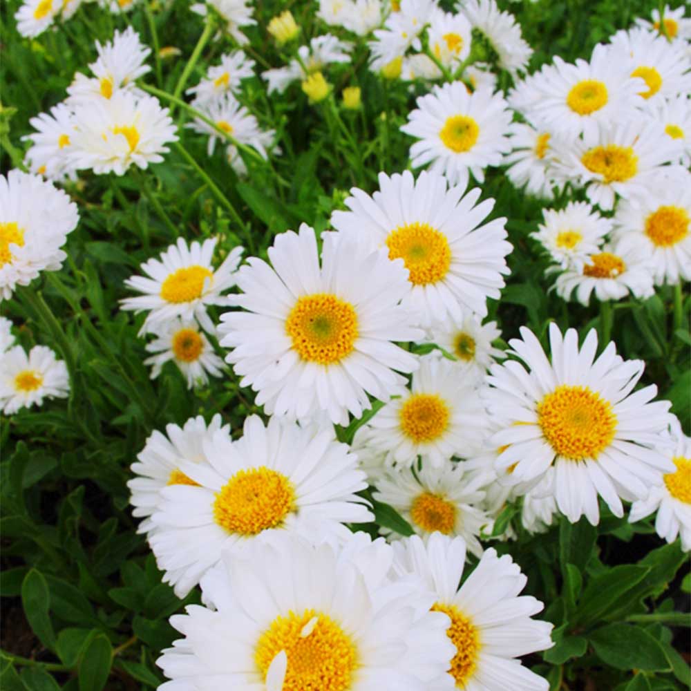 Alpenaster 'Albus'