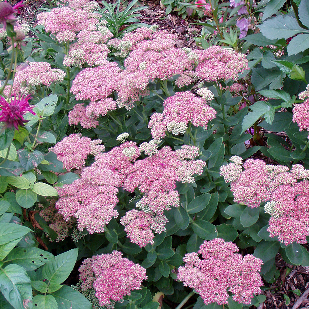 Fetthenne Herbstfreude, Sedum, Bienenweide