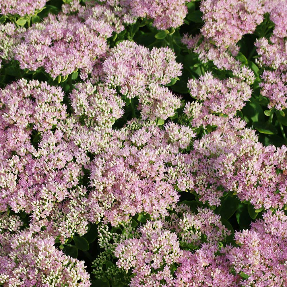 Fetthenne 'Carmen'