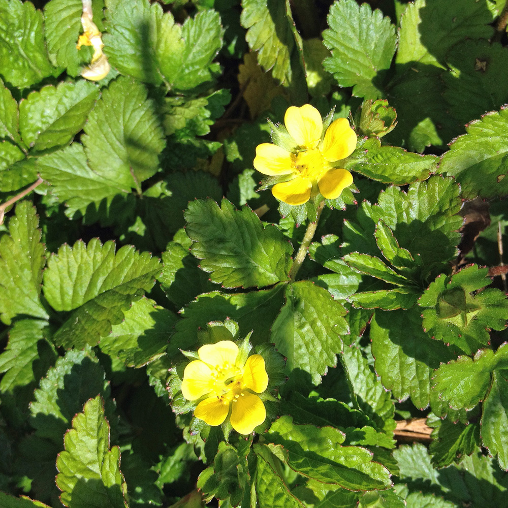 Frühlingsfingerkraut, Fingerkraut, Potentilla, Blütenpflanze