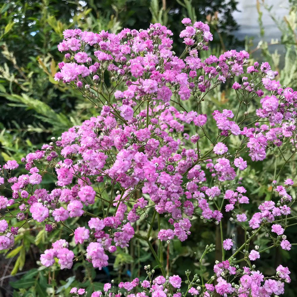 Schleierkraut 'Flamingo'