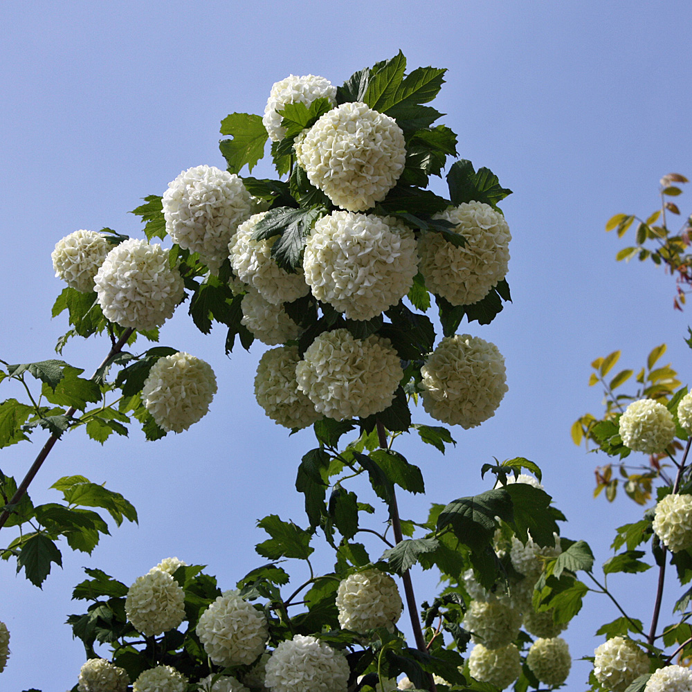 Gefüllter Echter Schneeball, Duftpflanze, Viburnum