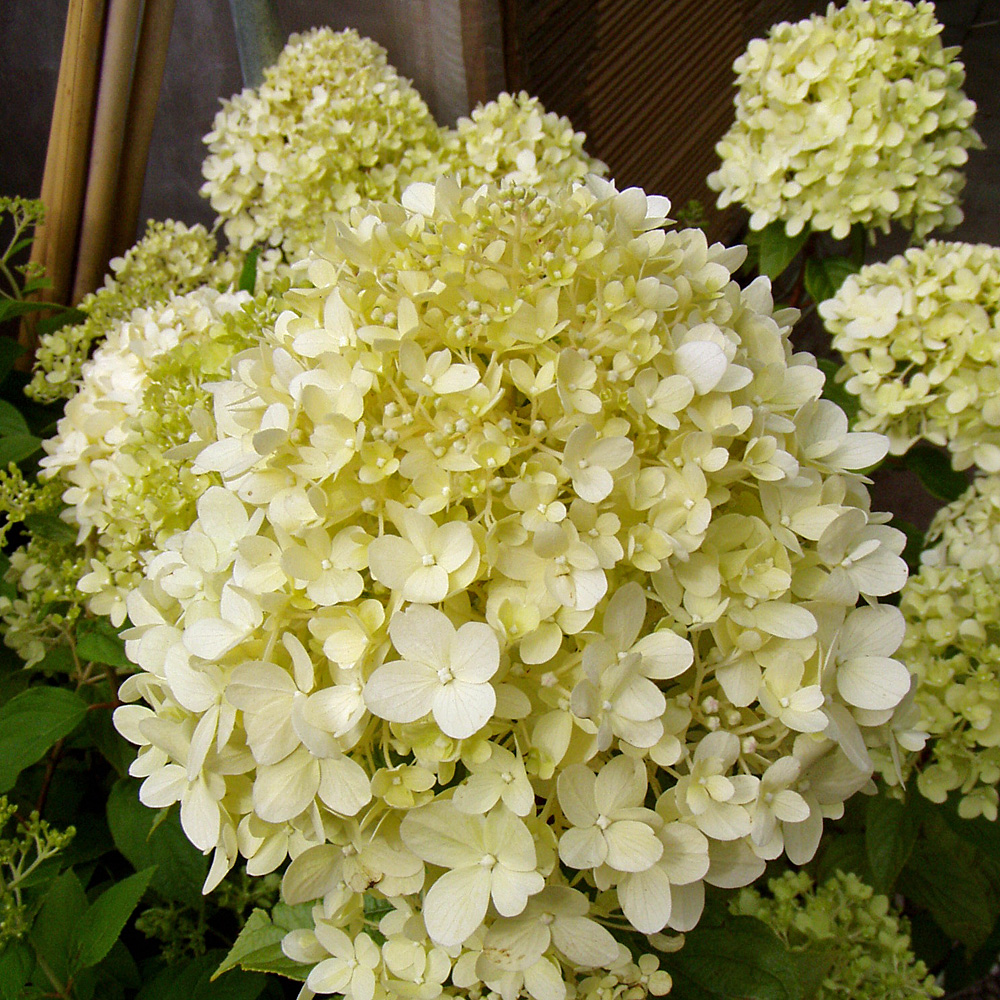 Rispenhortensie 'Limelight' als Stämmchen