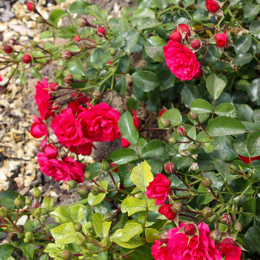 Bodendeckerrose 'Gärtnerfreude' ®