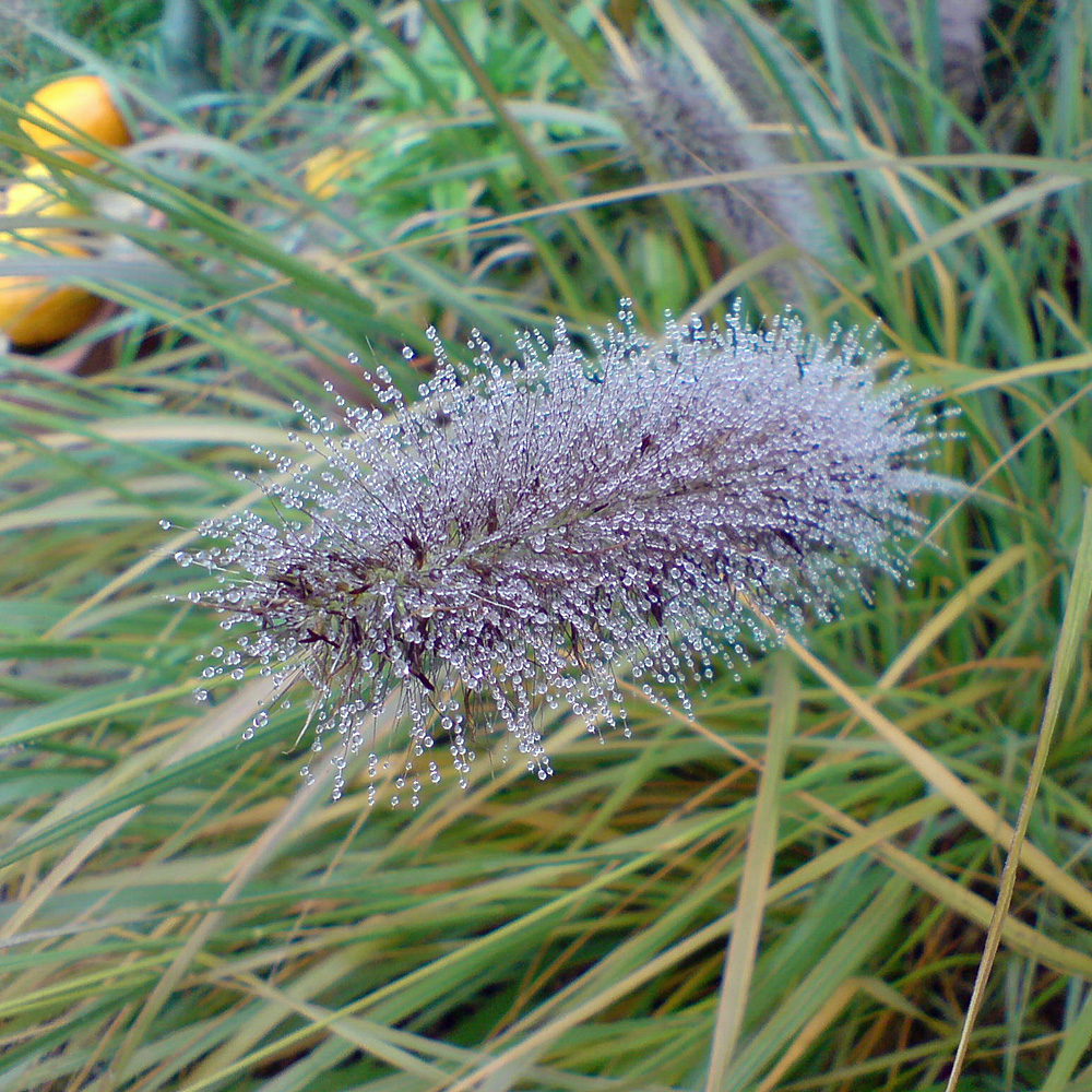 Lampenputzergras 'Moudry'