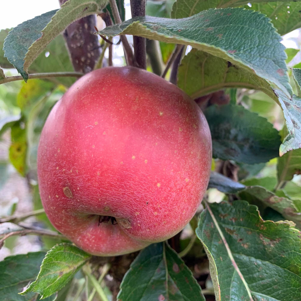 Apfel 'Remo' ®