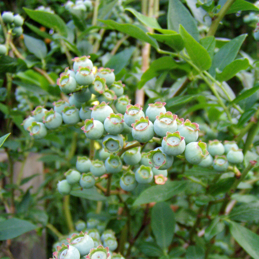 Heidelbeere 'Bluecrop'