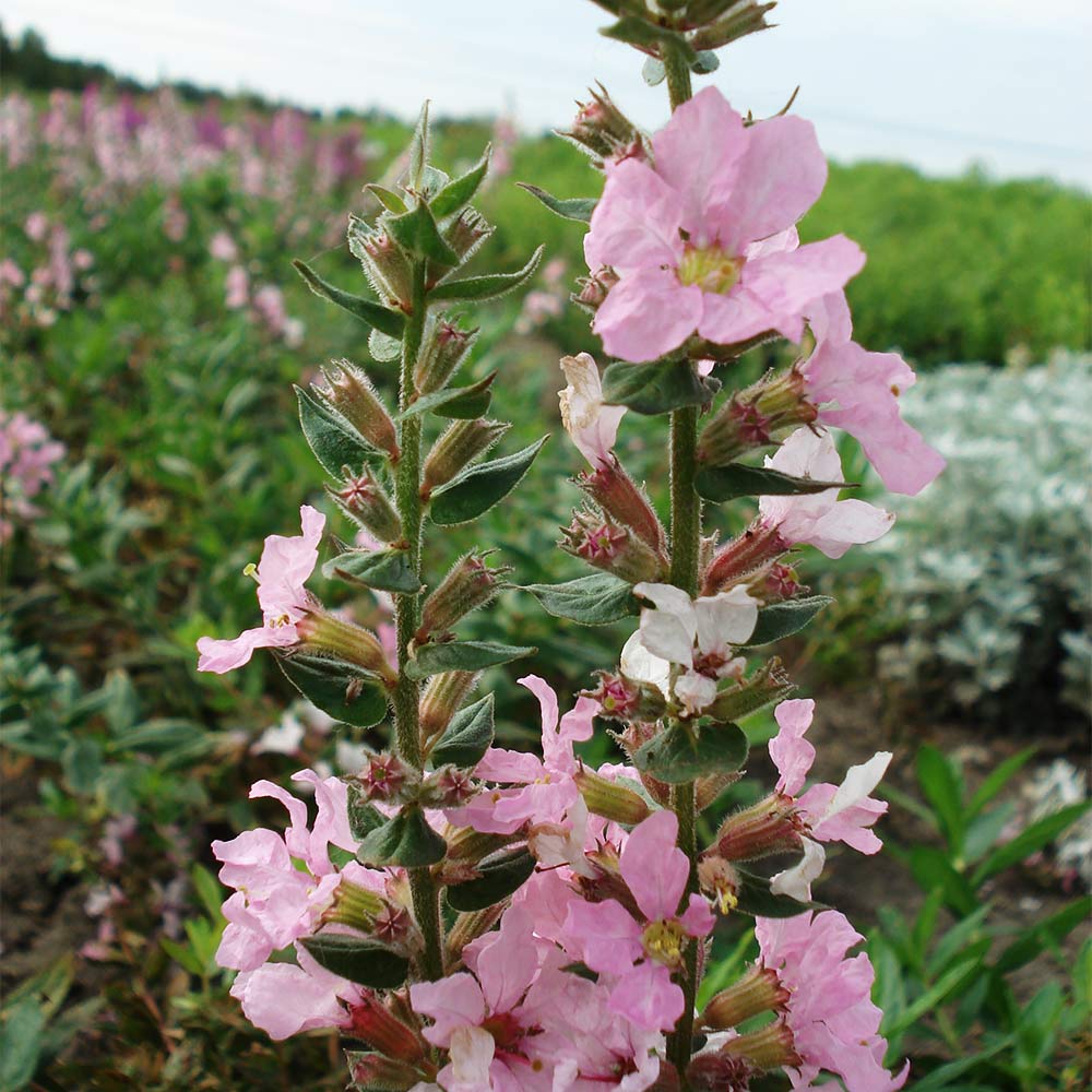 Blut Weiderich 'Blush'
