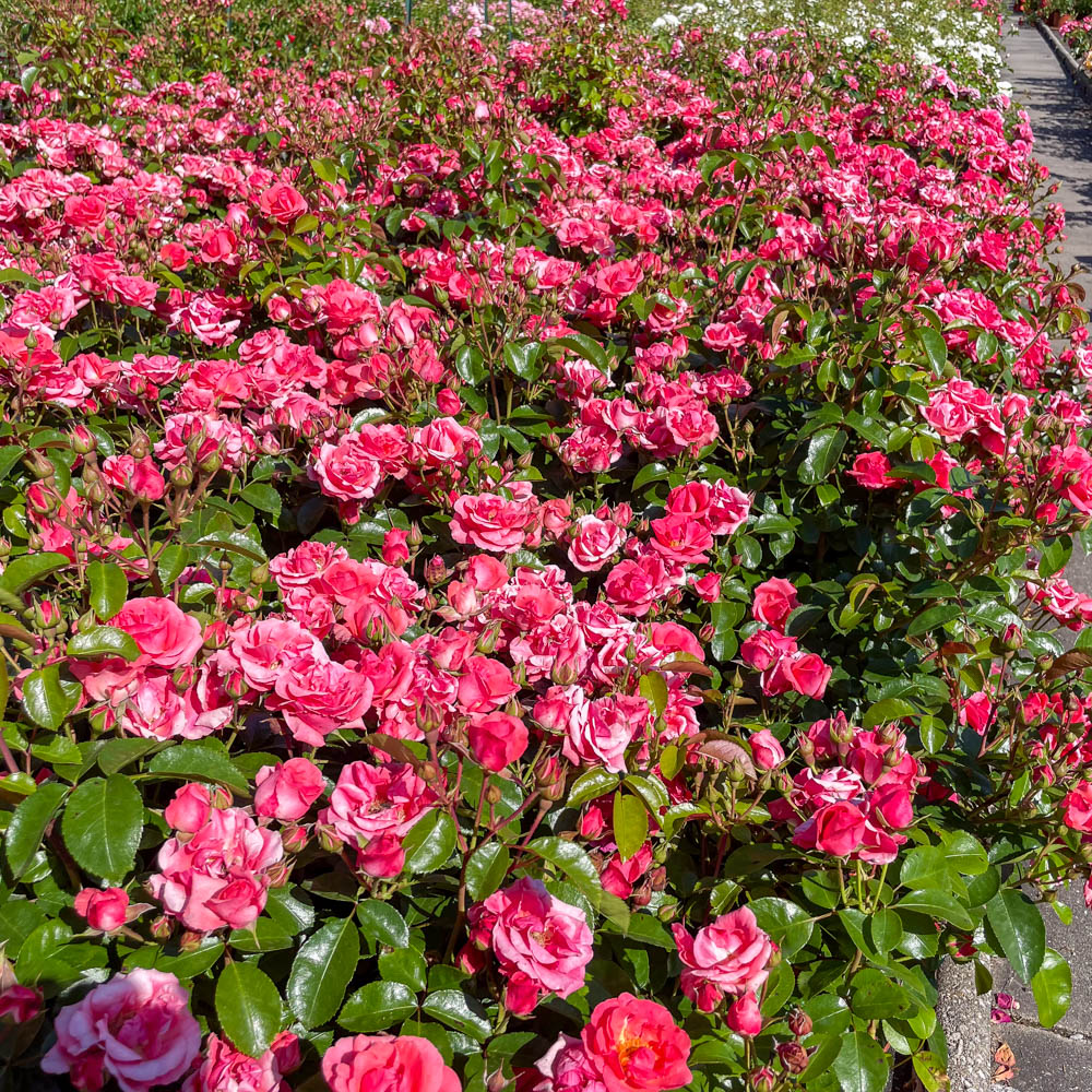 Bodendeckerrose 'Lichtblick'