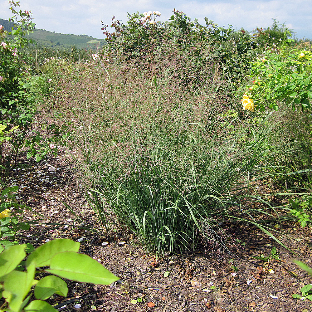 Rutenhirse Heavy Metal, Panicum, Hohes Ziergras, Blütenrispen
