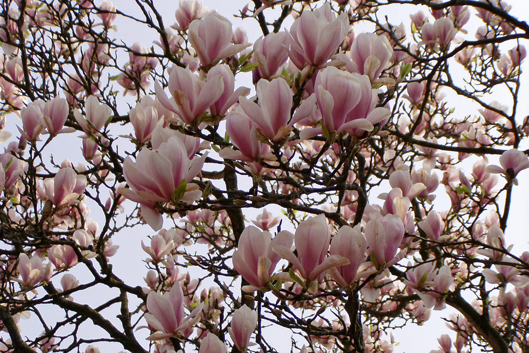 Magnolie