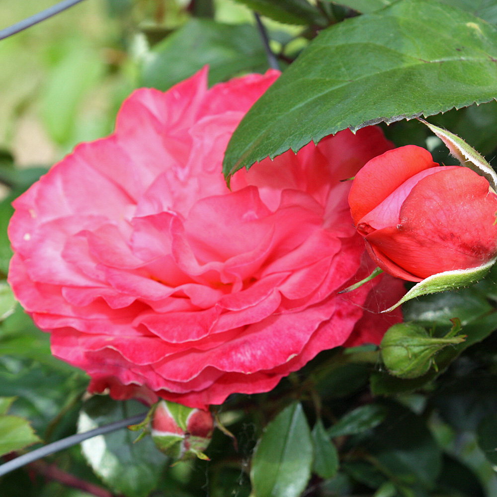 Kletterrose Rosanna, Rose, Kletterpflanze
