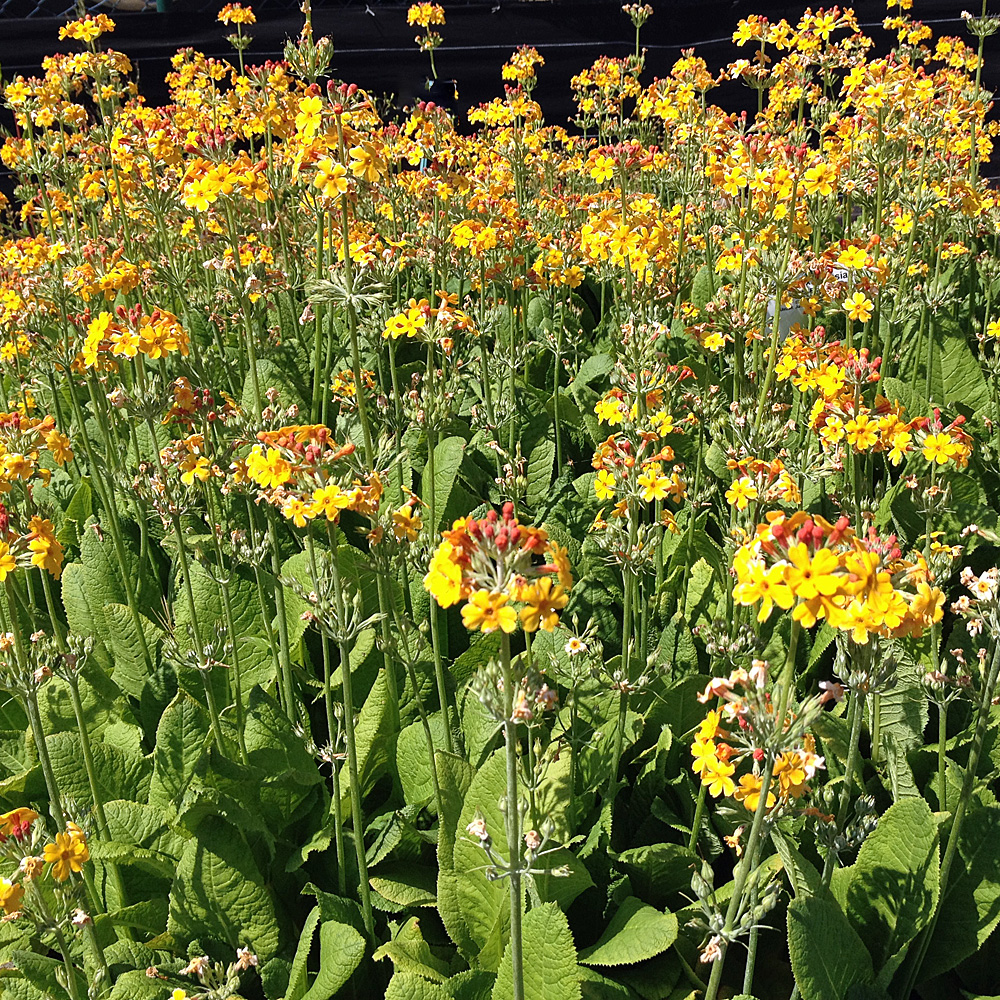 Etagen Schlüsselblume, Primula, Blütenstaude