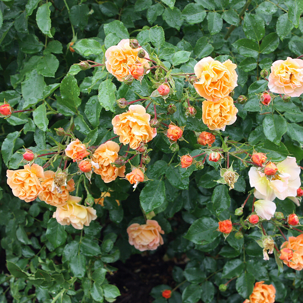 Bodendeckerrose Sedana, Rose, Rosa, Blütenpflanze