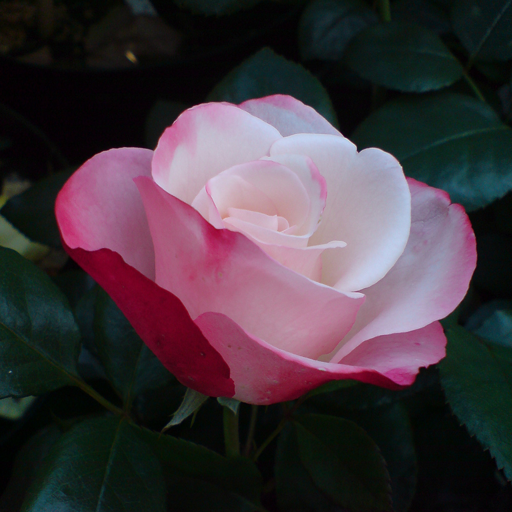 Edelrose Nostalgie, Rose, Blütenpflanze