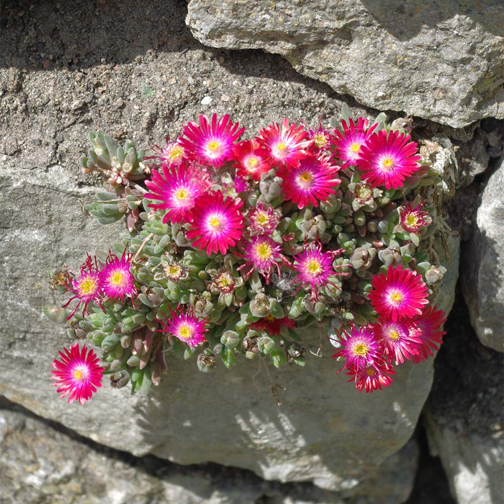 Mittagsblume 'Eye Candy'
