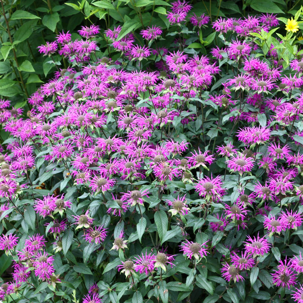Staudenmischung Indianernessel