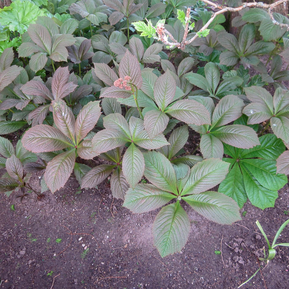 Kastanienblättriges Schaublatt, Rodgersia, Schattenpflanze