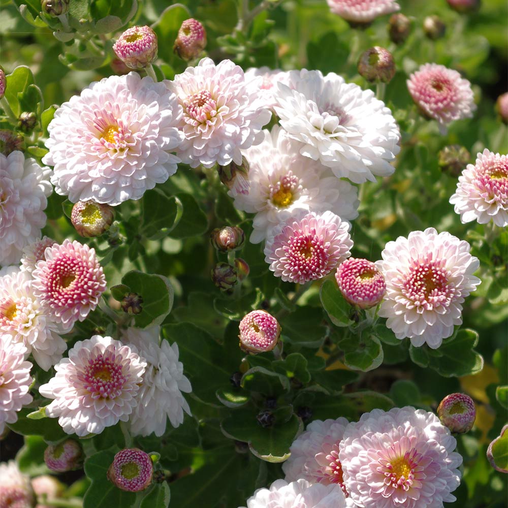 Winteraster 'Julia'