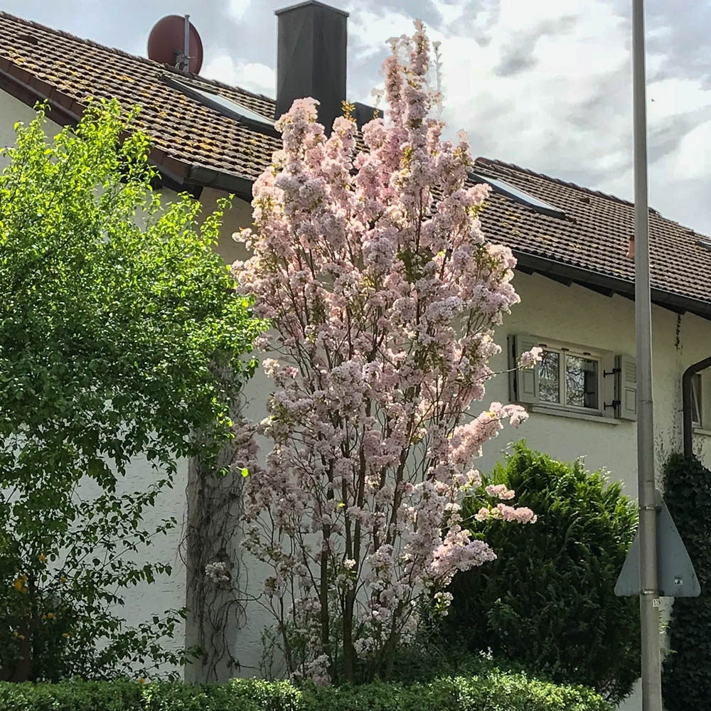 Japanische Säulenkirsche