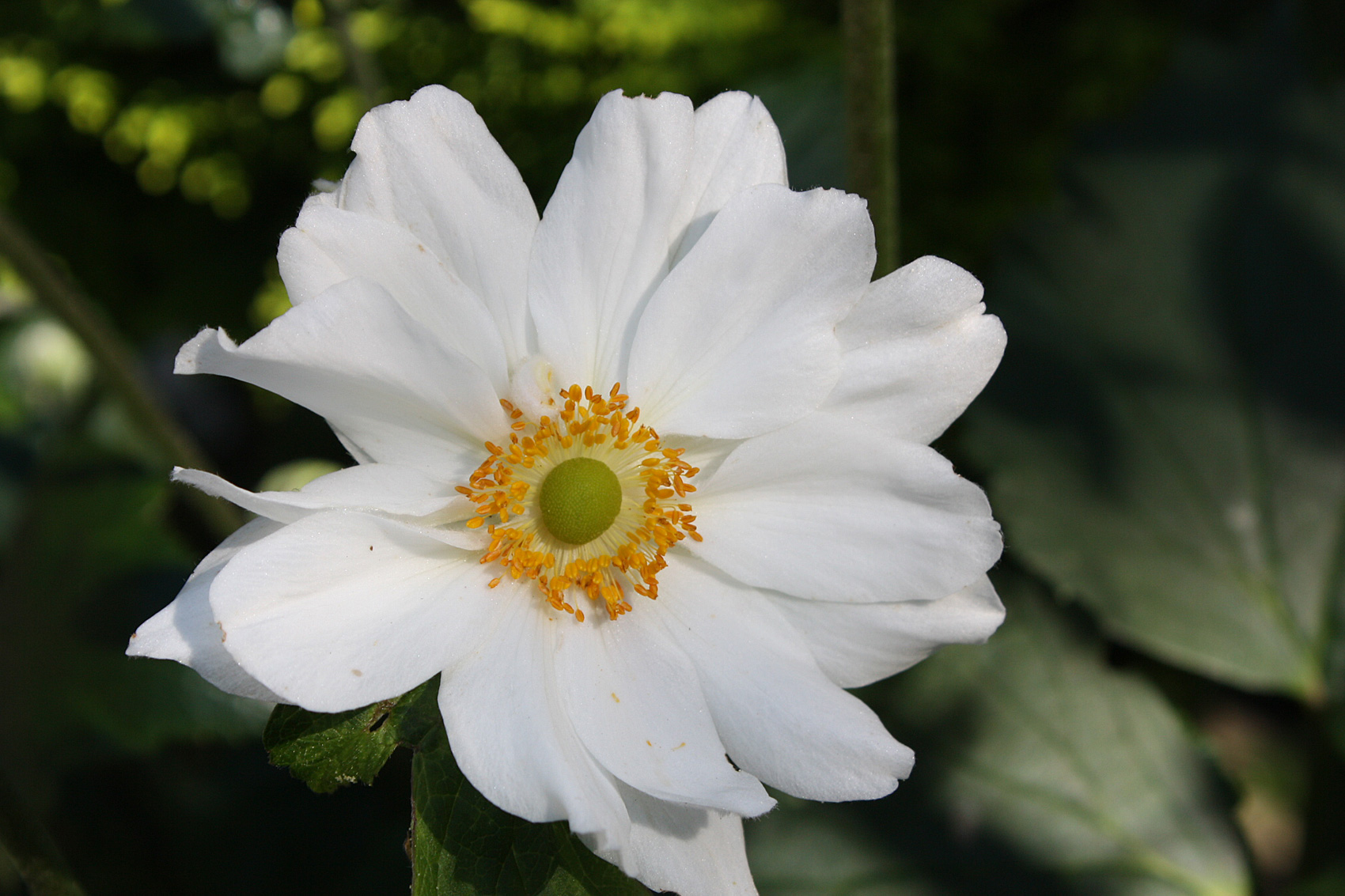 Anemone