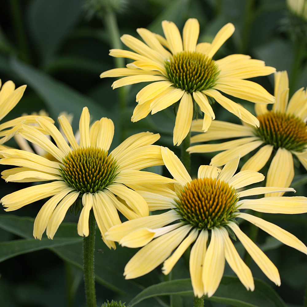 Sonnenhut Sunrise, Echinacea