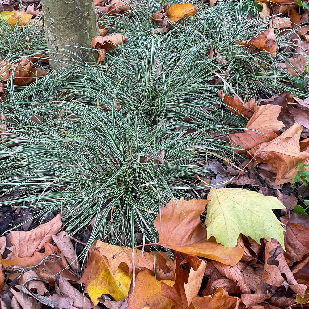 Berg-Segge 'Raureif'