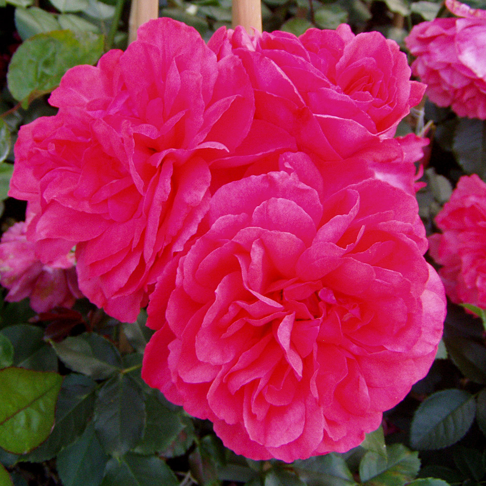 Kletterrose 'Rosarium Uetersen' ®