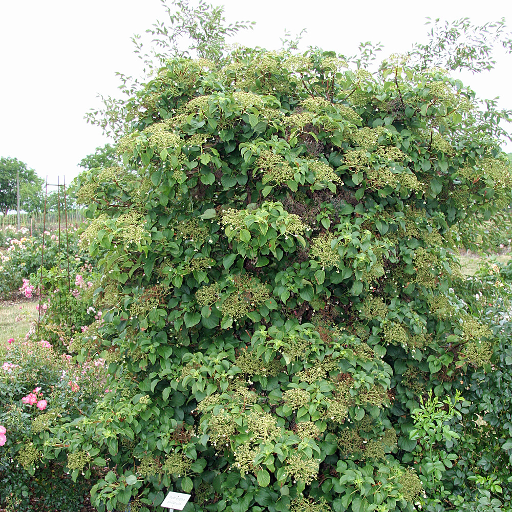 Kletterhortensie