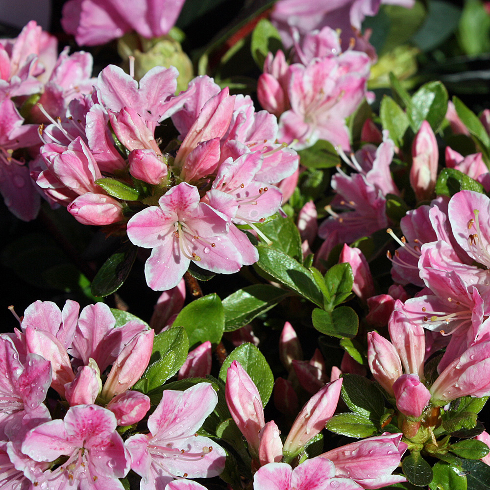 Rhododendron Kermesina rose, Azalee, Blütenbusch, Moorbeetpflanze