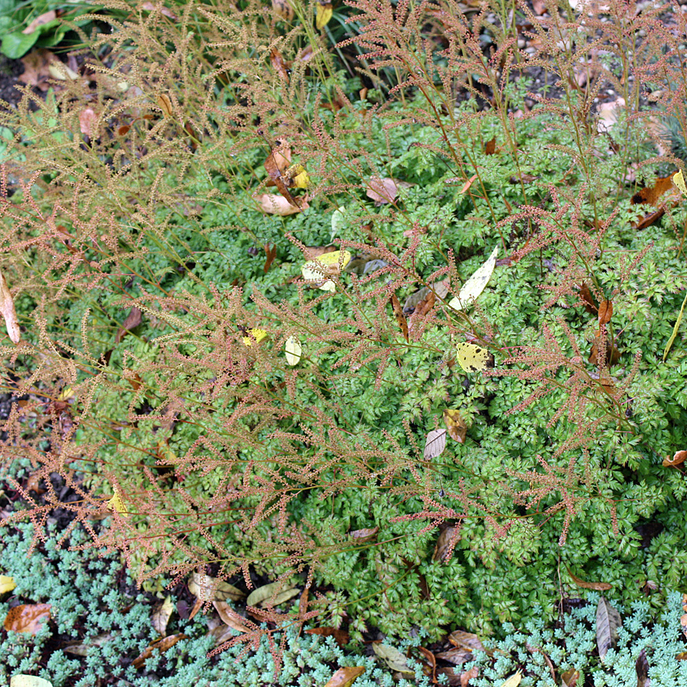Geißbart, Aruncus, Schattengewächs