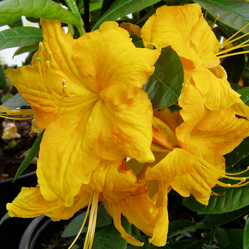 Sommergrüner Rhododendron Golden Eagle, Azalee, Moorbeetpflanze