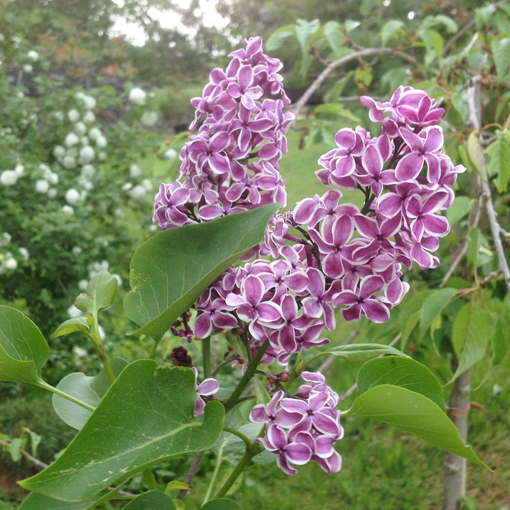 Edelflieder 'Sensation'